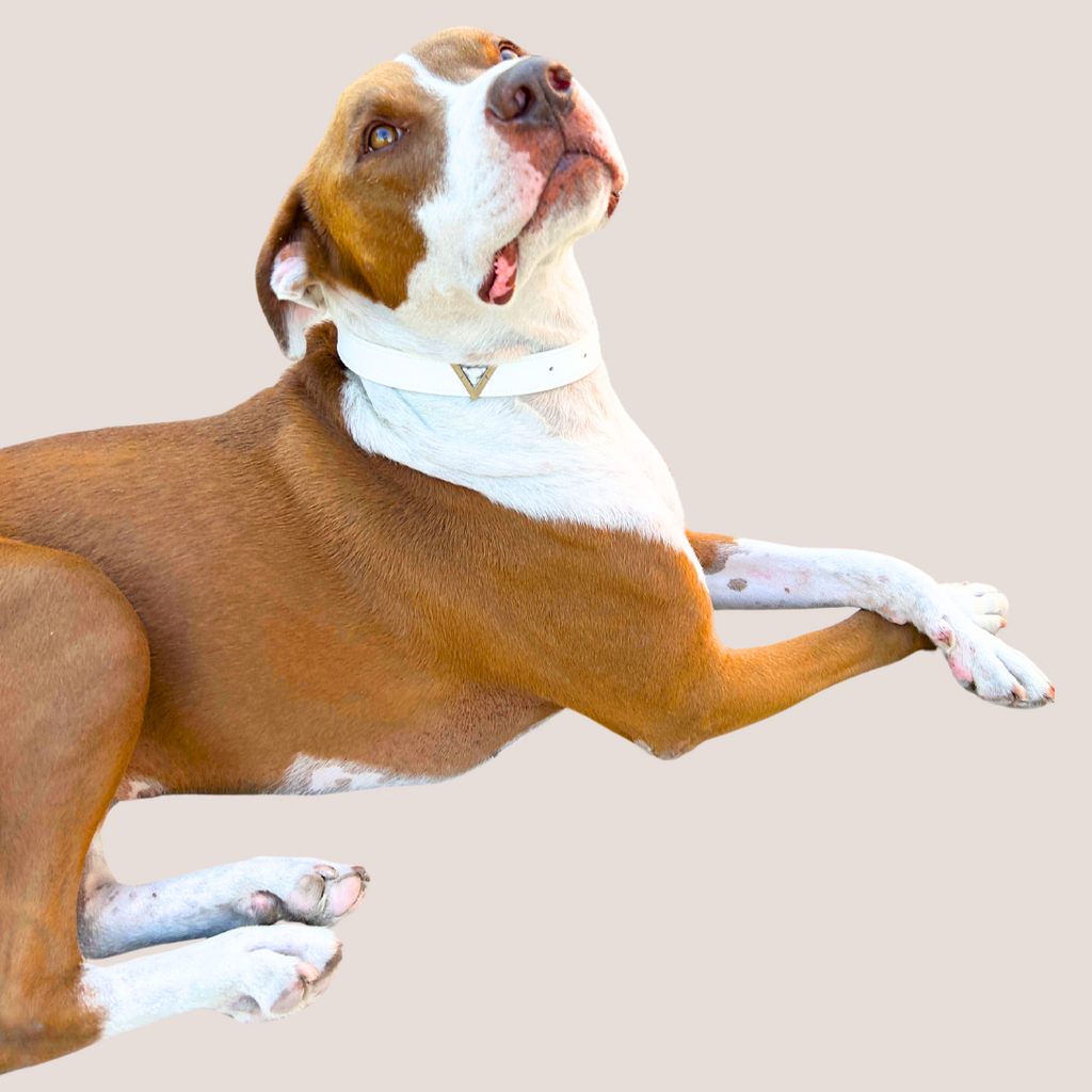 Starlight Howl Collar Charm Set