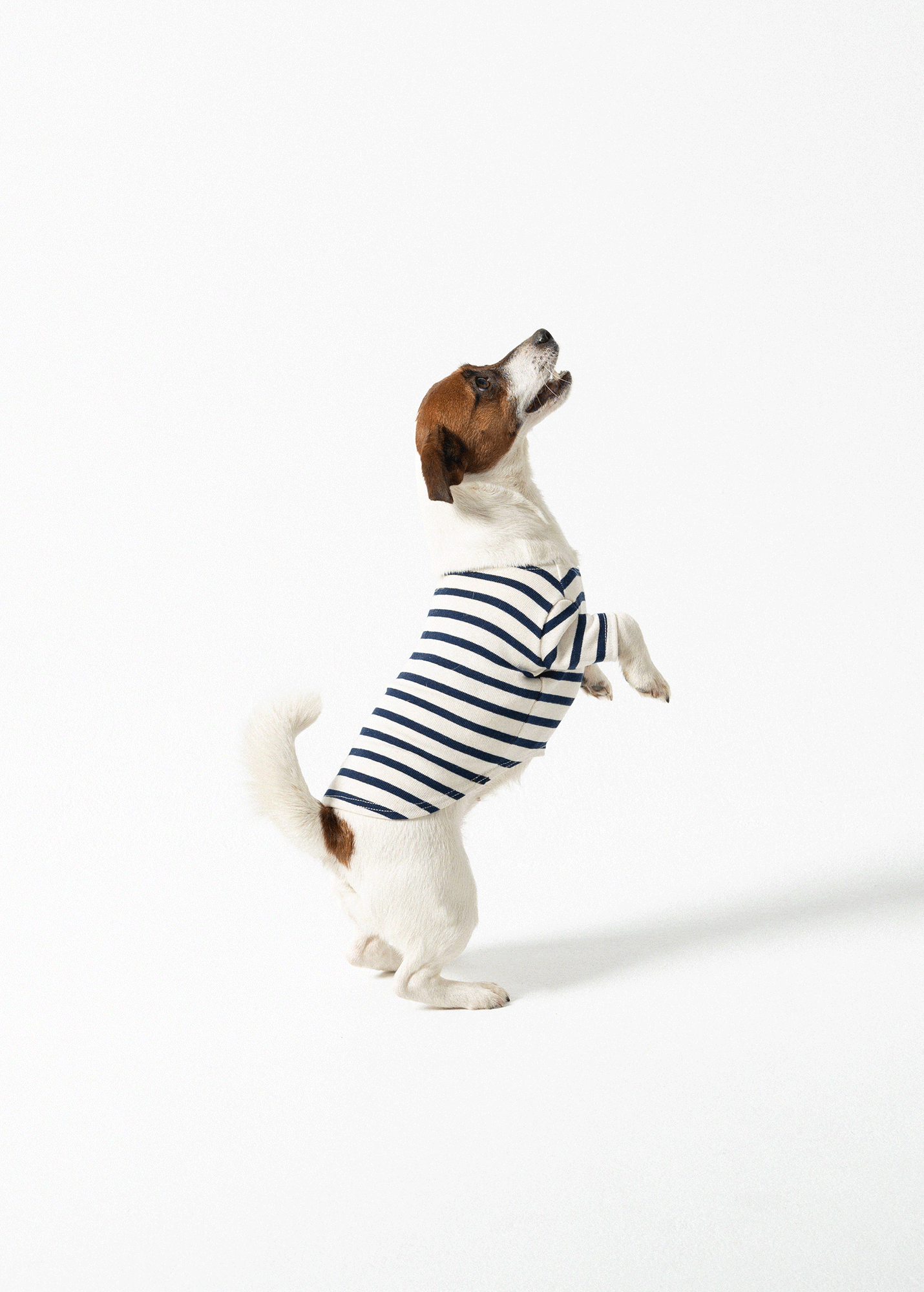 PARISIAN PUP SHIRT - Authentic Breton Shirt for Dog | Heavyweight Cotton (ECRU / NAVY)