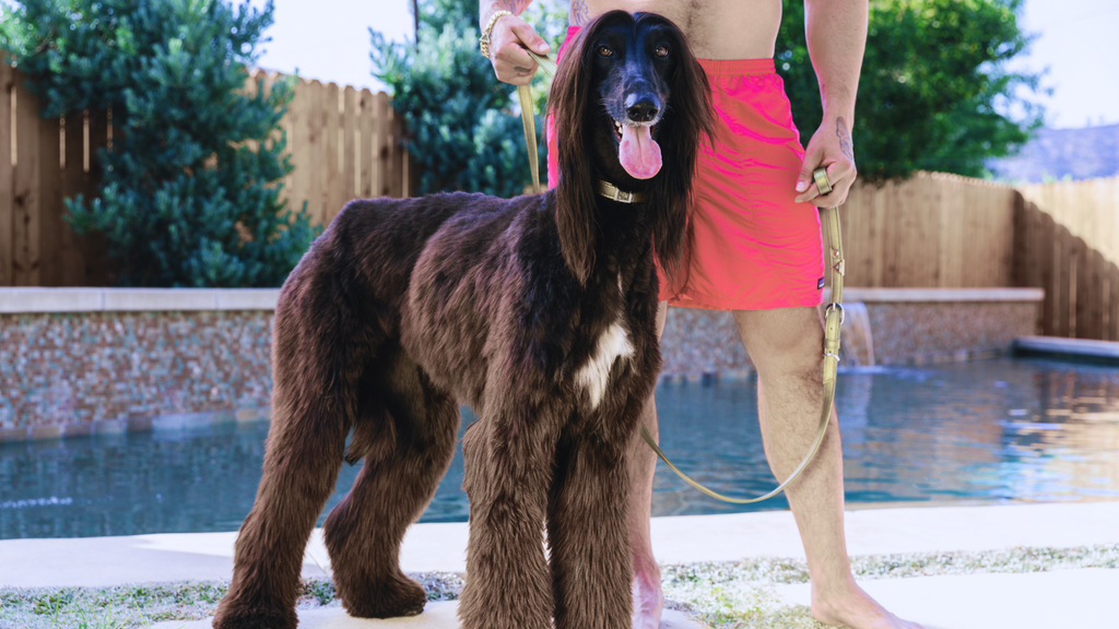 Champagne Gold Cactus Leash