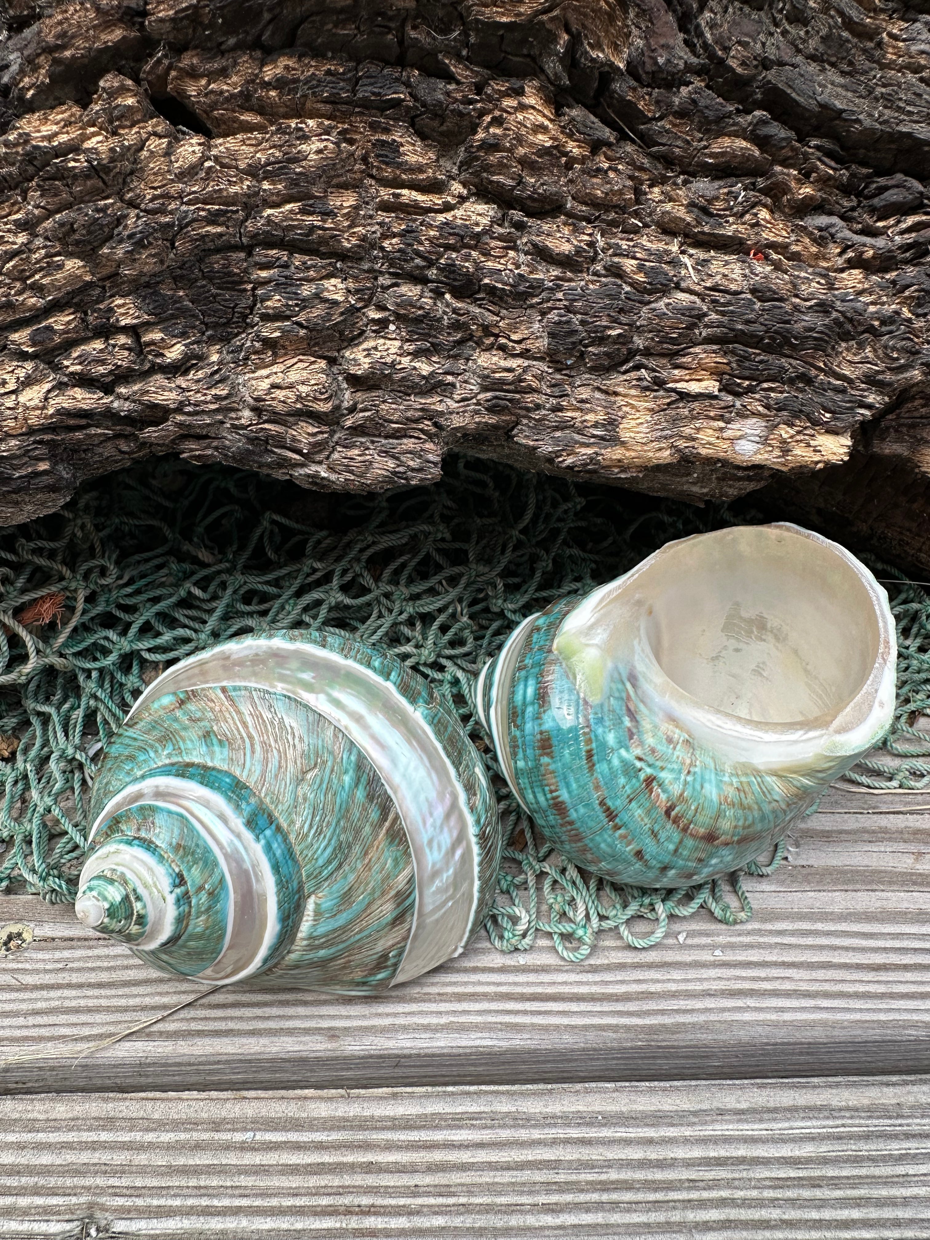 Large Banded Jade & Pearl Turbo Shell- 2 Sizes