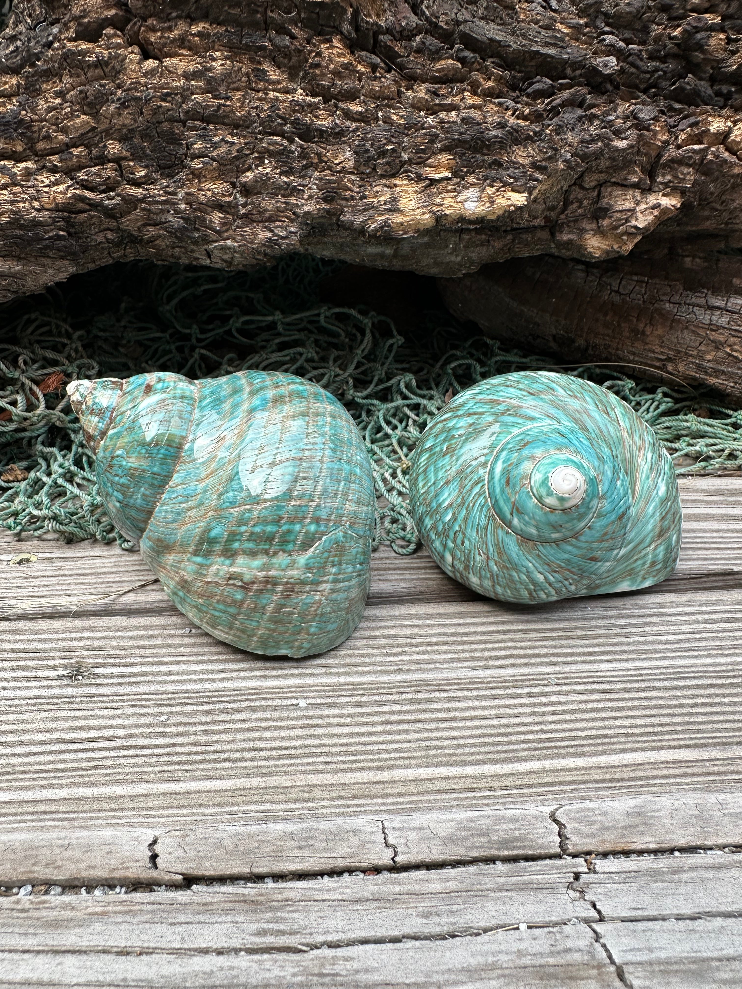 Large Polished Jade Turbo Shell - Turbo burgessi