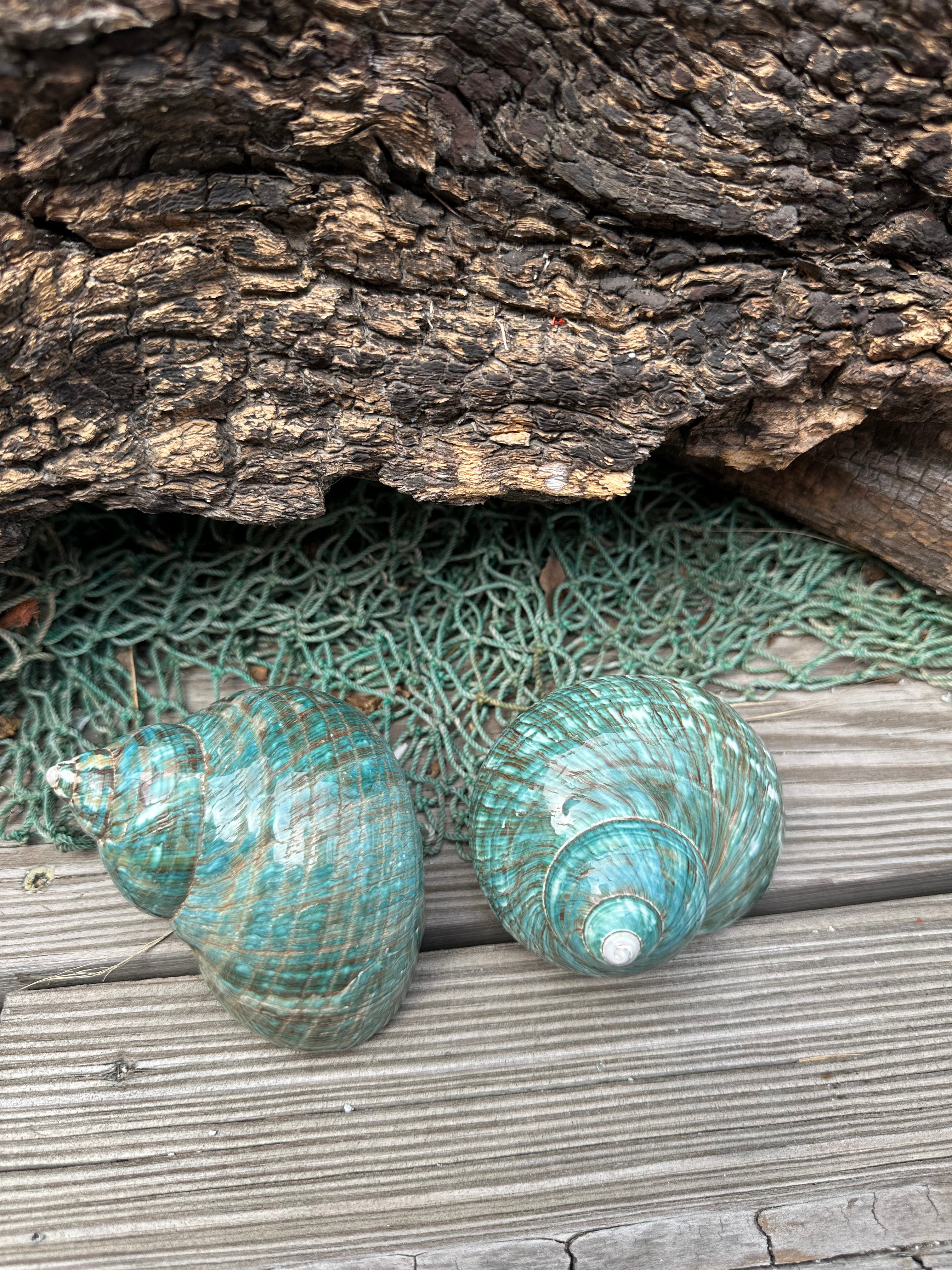 Large Polished Jade Turbo Shell - Turbo burgessi