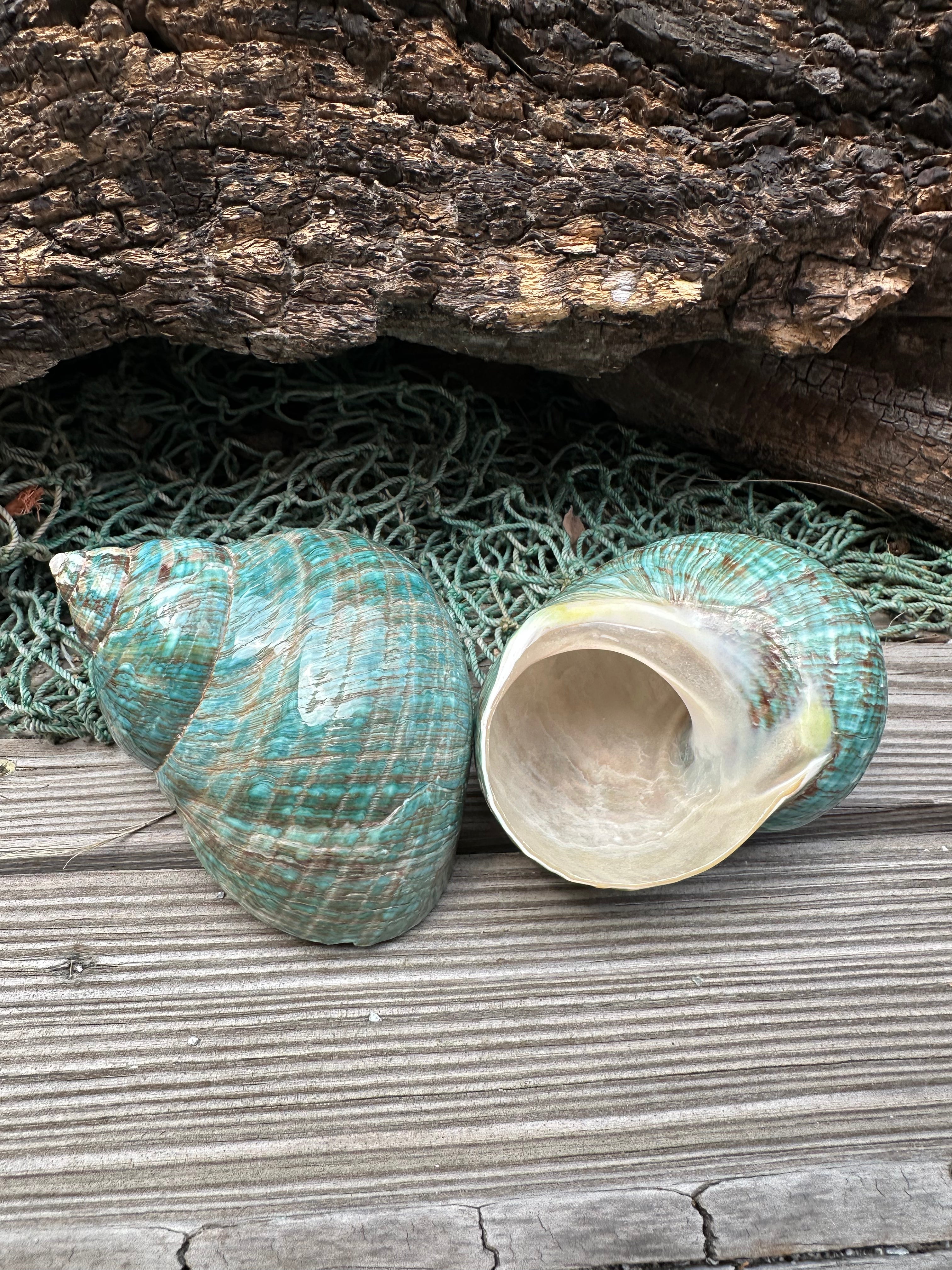 Large Polished Jade Turbo Shell - Turbo burgessi