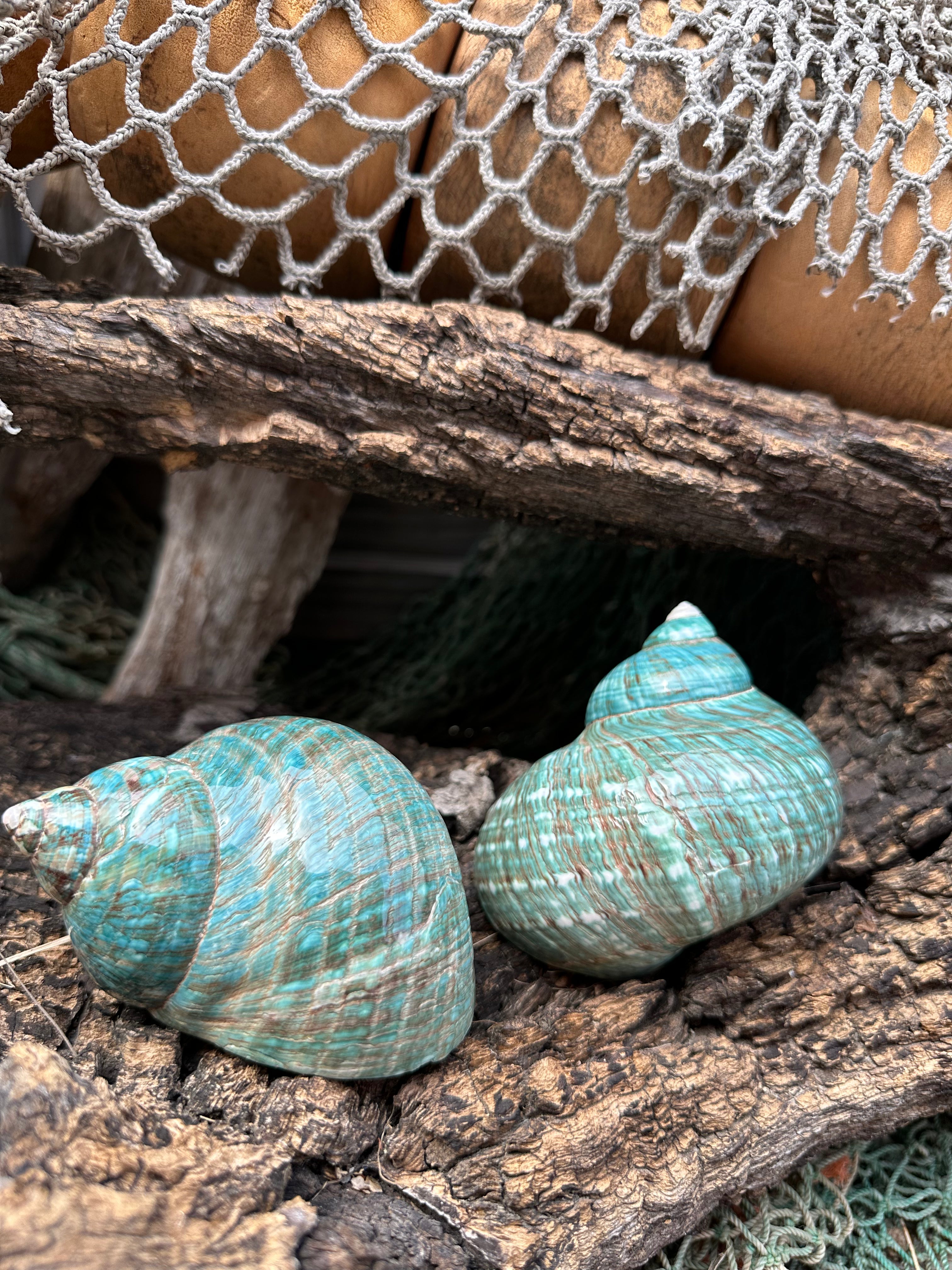 Large Polished Jade Turbo Shell - Turbo burgessi