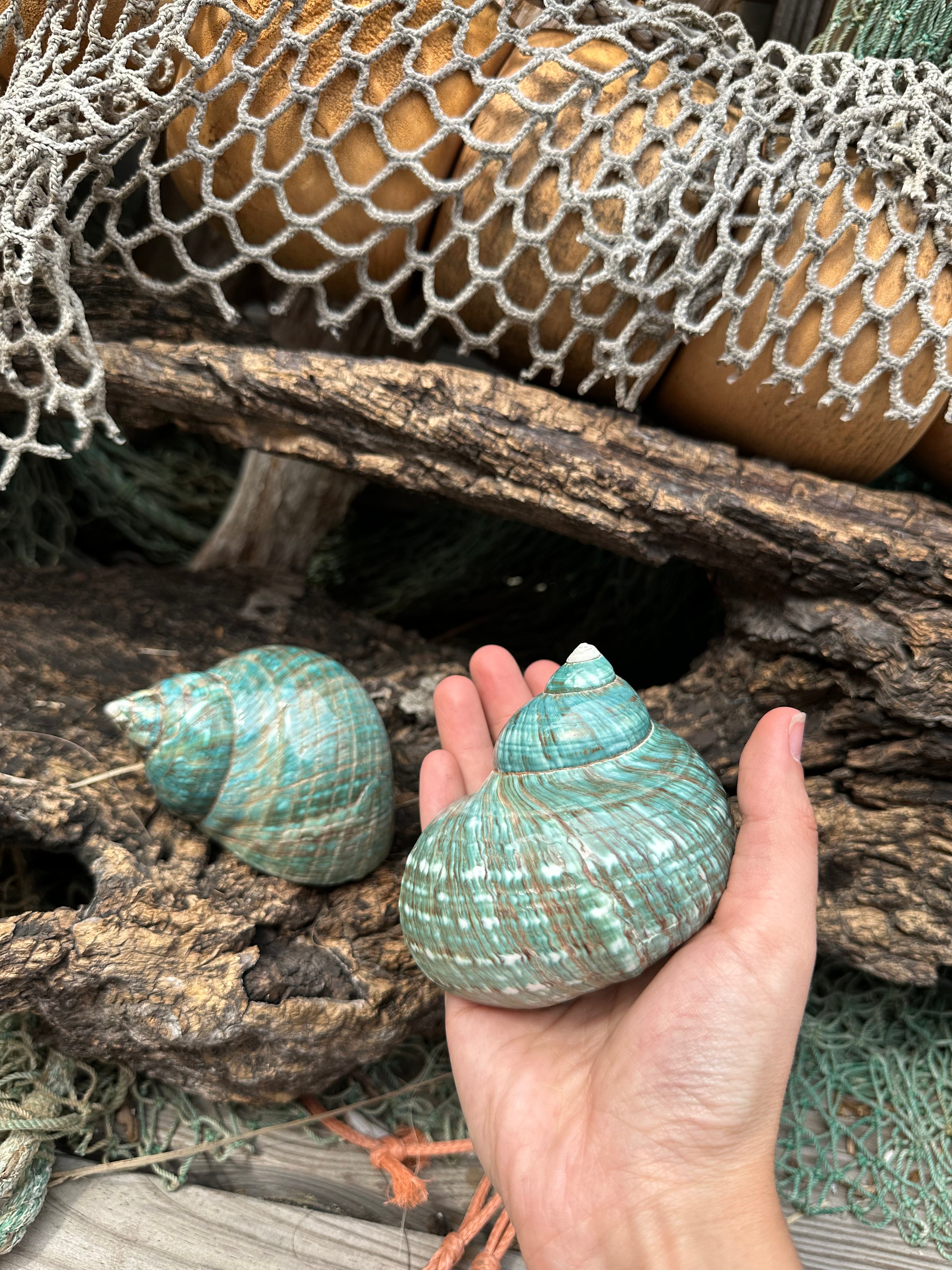 Large Polished Jade Turbo Shell - Turbo burgessi