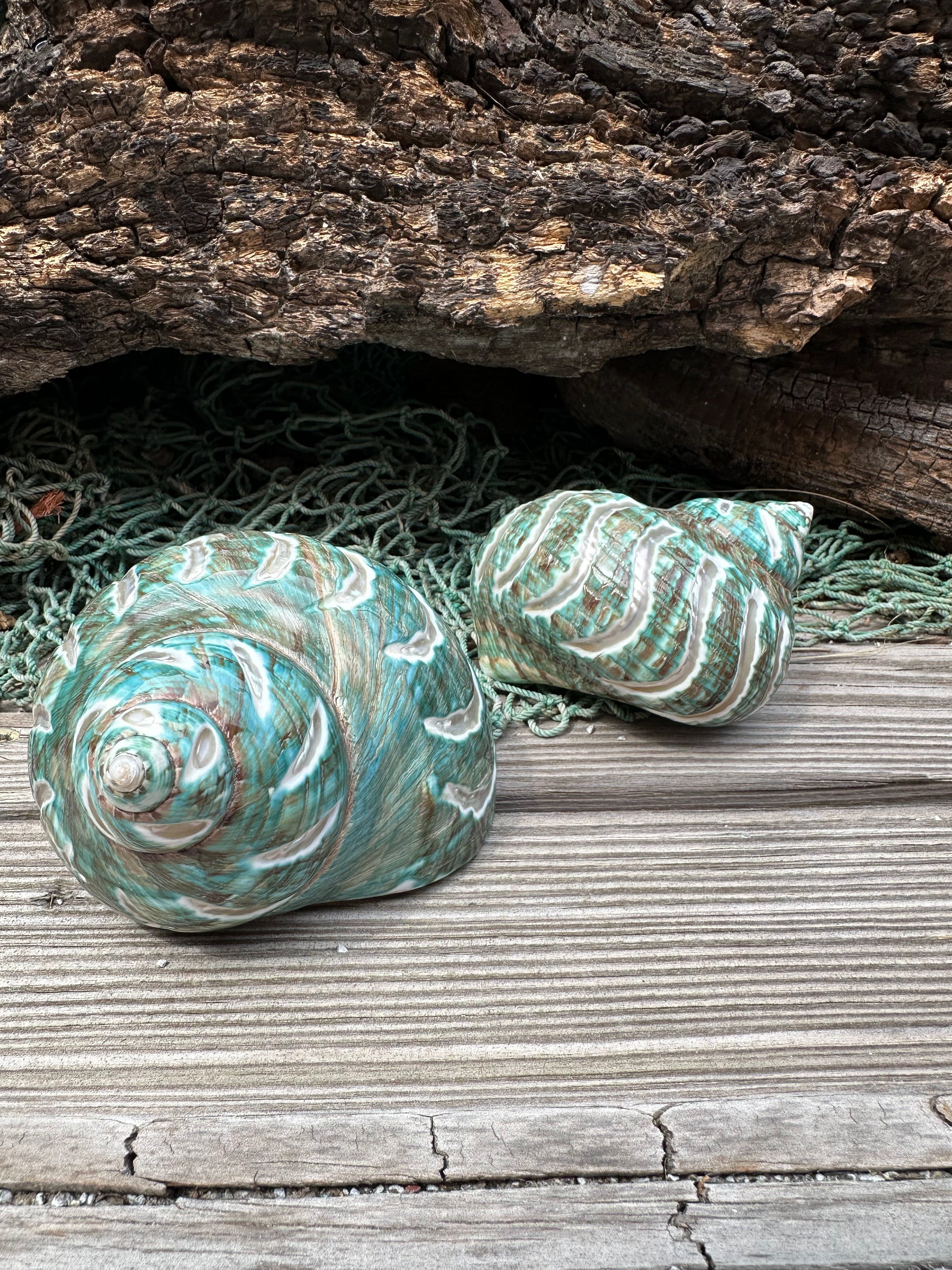 Large Carved Polished Jade Turbo Shell - Turbo burgessi