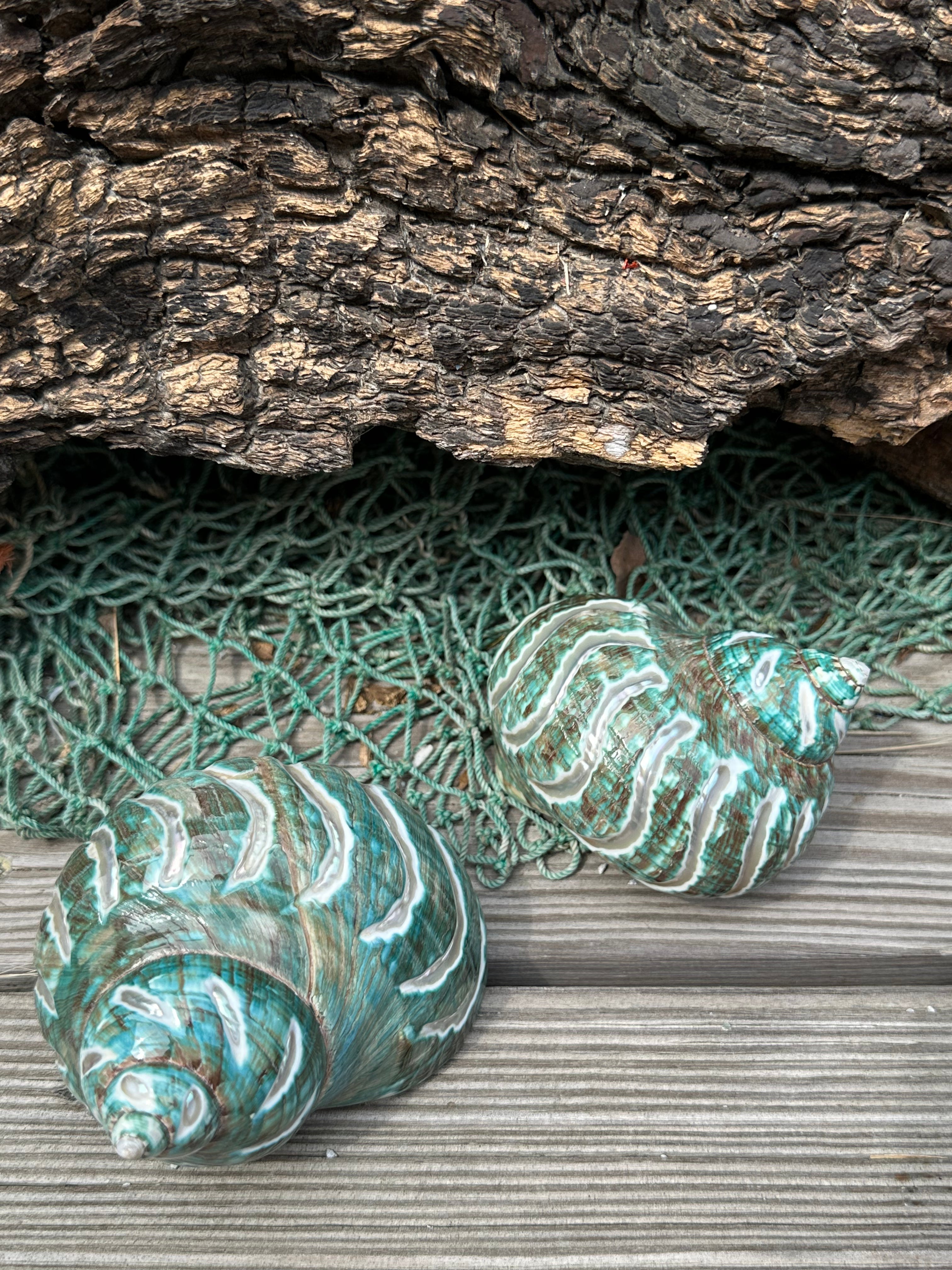 Large Carved Polished Jade Turbo Shell - Turbo burgessi