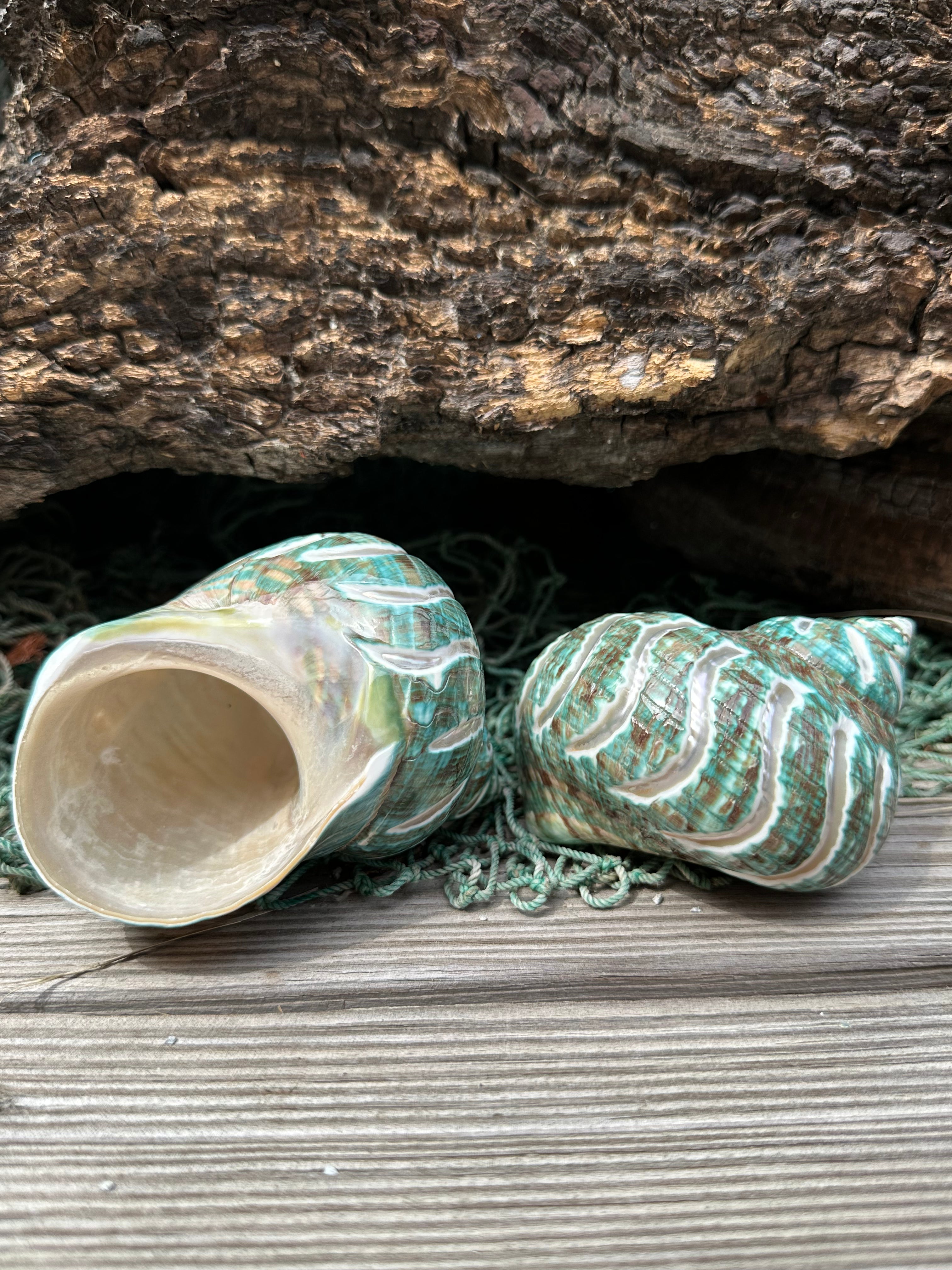 Large Carved Polished Jade Turbo Shell - Turbo burgessi