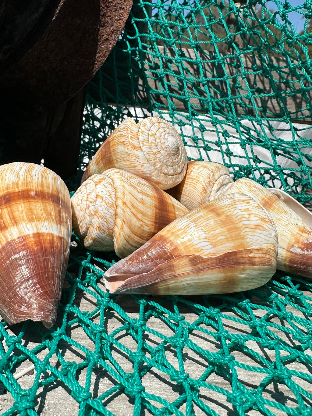Soldier Cone Shells - Conus miles