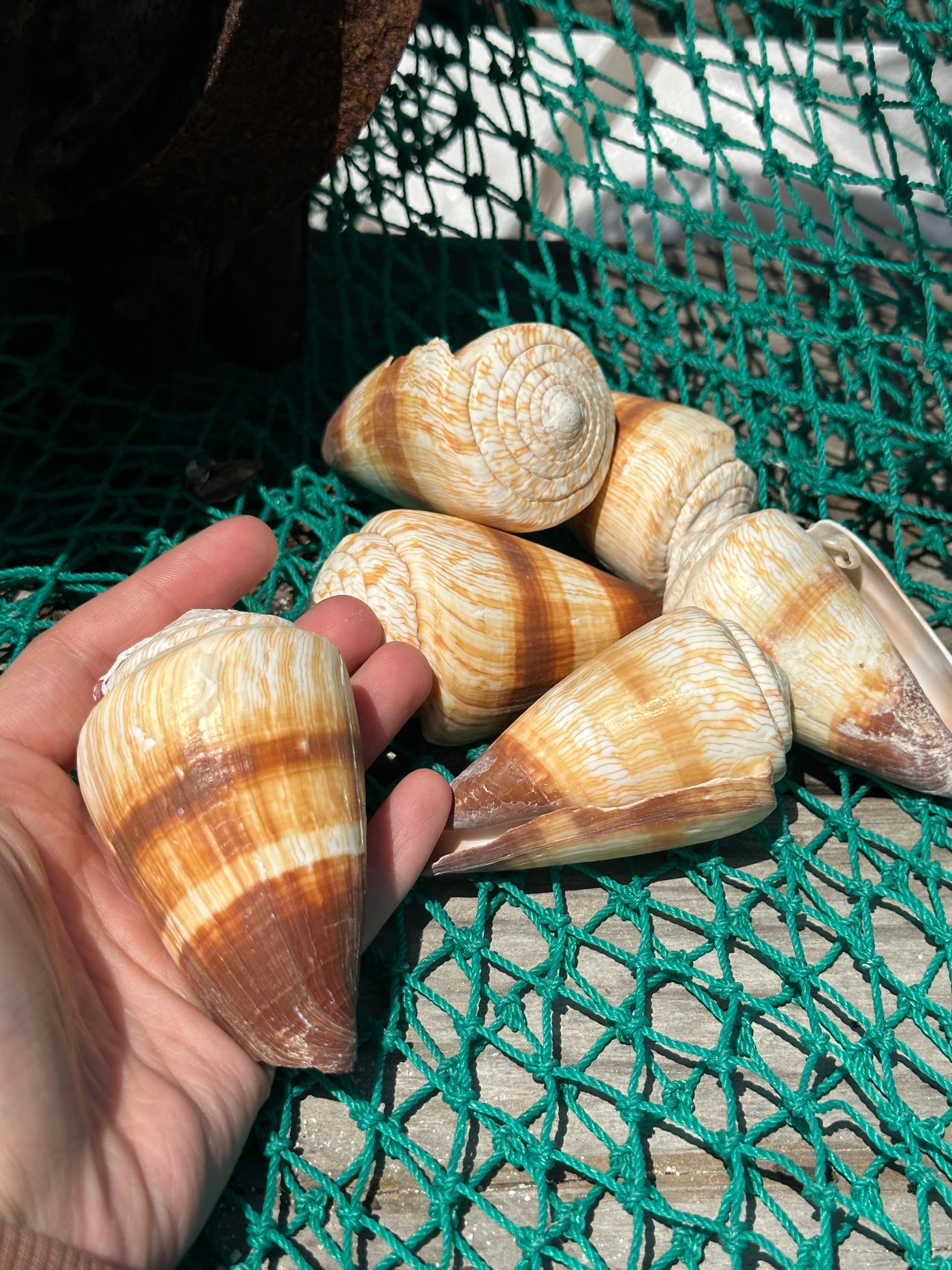 Soldier Cone Shells - Conus miles