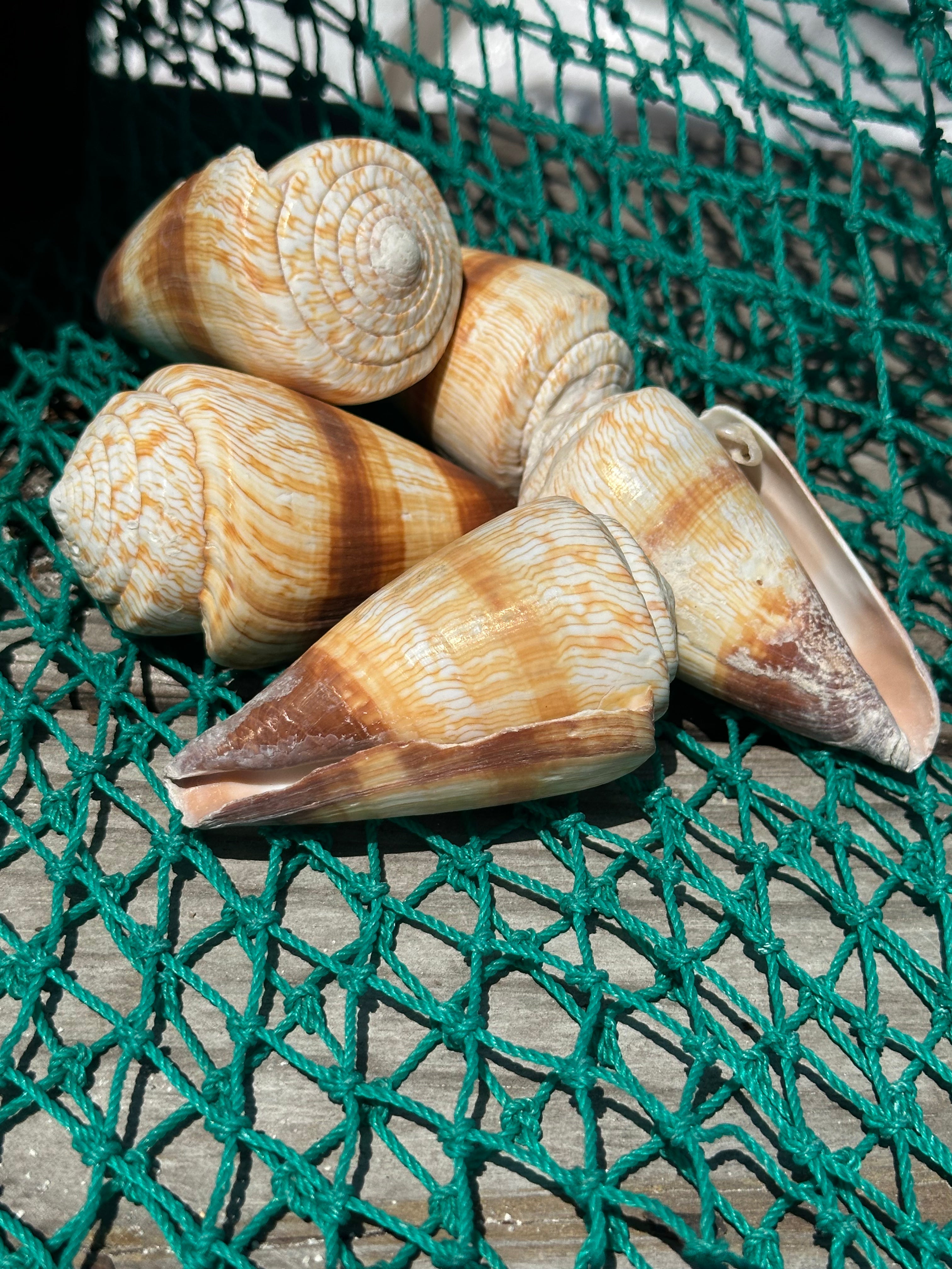 Soldier Cone Shells - Conus miles