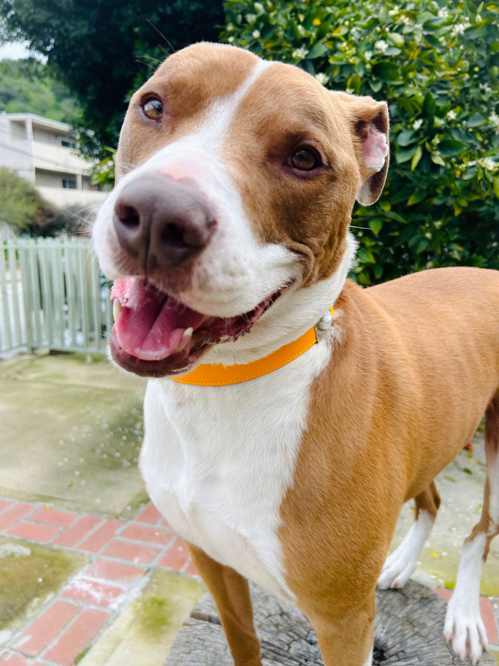 Sunflower Howl Collar Charm Set