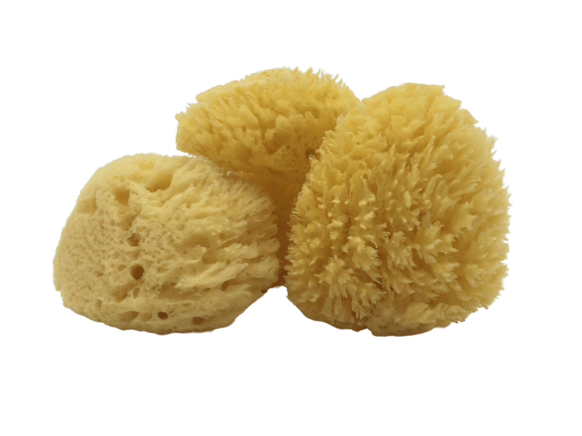 All-Natural Dead Sea Sponge